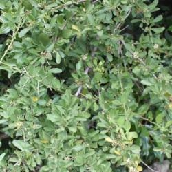 10 Gymnosporia Heterophylla Seeds - Spikethorn - Indigenous South African Tree Barrier Plant
