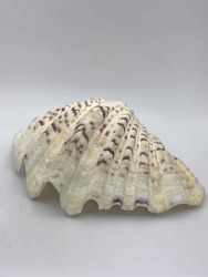 Giant Clam Shell M Ornaments & Glassware