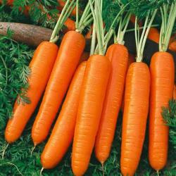 Carrot Seeds Nantes - 5gm Approx 3500 Carrot Seeds