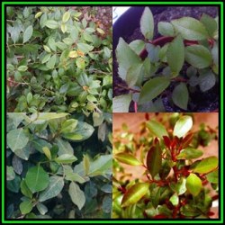 Catha Edulis - Khat - Bushmans Tea - 5 Seed Pack - Edible Medicinal Ethnobotanical - New