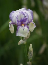 Iris Plants: 'dinky Joep' Miniature Variety - Petite White Flowers With Violet Blue Edging