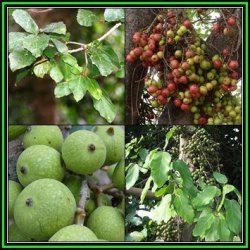 Ficus Sur Broom Cluster Fig Tree - 20 Seed Pack - Magical Indigenous Evergreen Edible Fruits - New