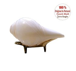 Small Flower Blowing Shankh Conch Shell With Brass Stand