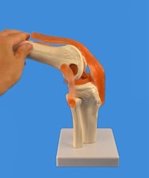 Wellden Product Anatomical Human Knee Joint Model W ligaments Functional Life Size