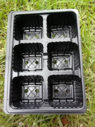 Plastic Seedling Trays 6 Division - Seed Tray
