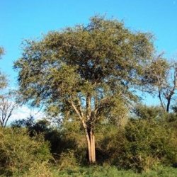 10 Balanites Maughamii Tree Seeds - Torchwood Groendoring - Indigenous To South Africa