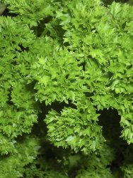 Parsley Champion Moss Curled Seed - 2 G Raw Seed