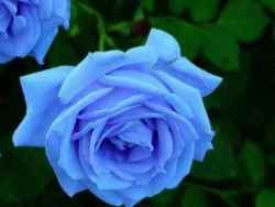Light Blue Rose Seeds 10 Seeds