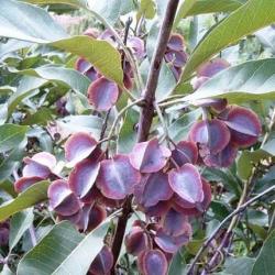 10 Combretum Collinum Tree Seeds Variable Bushwillow - Indigenous