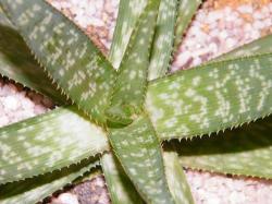 Aloe Amudatensis Plants