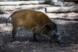 Home Comforts Laminated Poster Red River Hog Animals Poster Print 24X 36