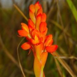 10+ Disa Polygonoides Seeds - Indigenous South African Orchid Seeds+ Free Seeds With All Orders