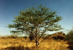 Acacia Robusta - Brack Thorn Tree - Indigenous South African Tree - 10 Seeds