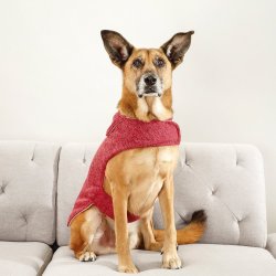 Scarlet Dog Jersey - XXXL