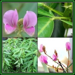 Dancing Plant Telegraph Plant Desmodium Gyrans - 10 Seed Pack - Exotic Shrub - New