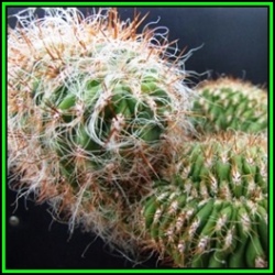 Oreocereus Celsianus - 100 Bulk Seed Pack - Exotic Cactus Succulent -combined Global Shipping- New