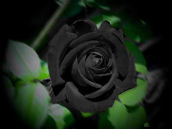 Black Rose Seeds Packet Of 10 Seeds In Stock. Rose Seeds Orders R250 Plus = Free Delivery