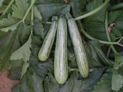 Caserta Squash Baby Marrow - Bulk Vegetable Seeds - 100 Grams