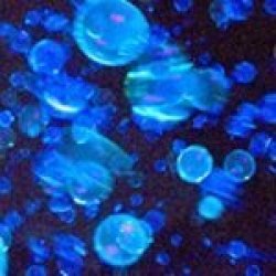 Tekno Bubbles :: Blacklight Sensitive Uv Bubbles Blue