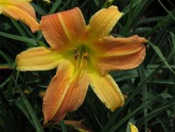 Daylily Plants: 'mpl Dawn Delight' - Soft Pastel Shades Of Sunrise - Big Lilies