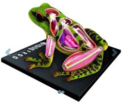 Anatomy 4d Vision Frog - Best Quality