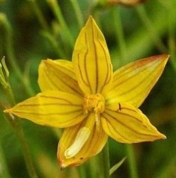 10 Cyanella Lutea Seeds - Indigenous South African Native Bulb - Insured Flat Ship Rate