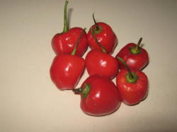 Chillies - Pepperdew Seeds 10 Seeds