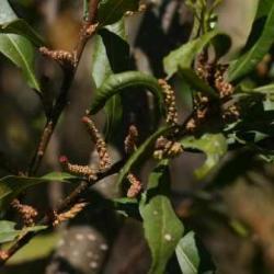 10 Morella Serrata Seeds - Mountain Waxberry - Indigenous Flowering Edible Fruit Tree