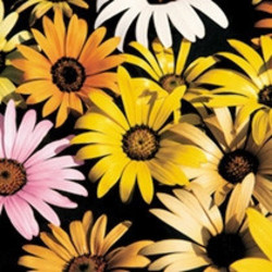 Seeds For Africa Weddings - Natural Confetti - Mixed Colour African Daisy - 100 Gram Pack