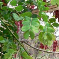 10 Albizia Versicolor Seeds - Poison-pod Albizia Tree Seeds - Indigenous