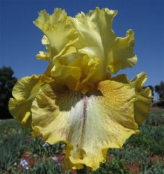 Iris Plants: 'desert Echo' Deep Butter Yellow Chrome Green Ground - Strong Reblooming & Ruffled