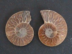 Ammonite Fossil Pair. From Madagscar