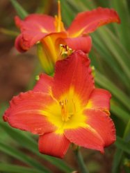 Daylily Plants: Molten Lava - Brilliant Red Flowers - Flowering Over A Long Period