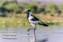 Photography Print - Blacksmith Lapwing On Photographic Paper