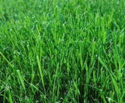 Evergreen Mix Lawn Grass Seed - Evergreen Mix 800 Grams - 20M2