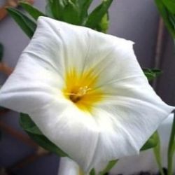 50 Morning Glory 'white Ensign' Convolvulus Tricolor Seeds - Creeper Groundcover Bulk