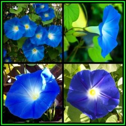 Ipomoea Tricolor - Heavenly Blue Morning Glory - 30 Seed Pack - Exotic Climber Vine New