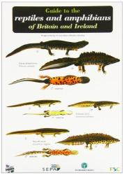 Guide To The Reptiles And Amphibians Of Britain And Ireland