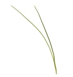 Scallion Spring Onion - Microgreen Seeds - 500 Grams