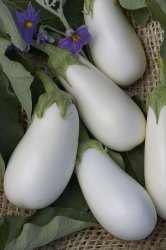 White Aubergine Brinjal 20 Seeds