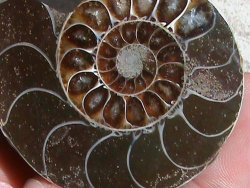 Aa Grade Single Ammonite Fossil