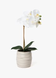 Entry Level Orchid In Ceramic Pot