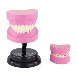 Stem Augmented Reality - Dental Teeth Professional Model