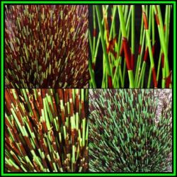Cape Thatching Reed Dakriet - Elegia Tectorum - 50 Seed Pack - Indigenous Ornamental Grass - New