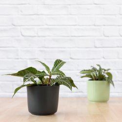 Zebra Plant - In Mint Green Emerson Pot