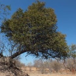 10 Boscia Angustifolia Seeds - Rough-leaved Shepherd Tree Indigenous - Flat Seed Ship Rate
