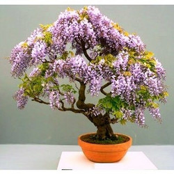 Seeds For Africa Bolusanthus Speciosus - Indigenous Tree - Tree Wisteria - 10 Seeds