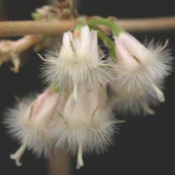 10 Tricalysia Junodii Var Kirkii Seeds - Indigenous South African Flowering Shrub