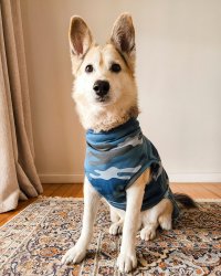 Blueberry Camo Dog Jersey - XS Extra Length