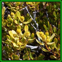 Leucadendron Muirii - 10 Seed Pack - Endemic Shrub Protea Evergreen Cut Flower Fynbos - New